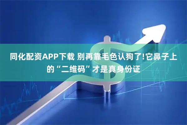 同化配资APP下载 别再靠毛色认狗了!它鼻子上的“二维码”才是真身份证